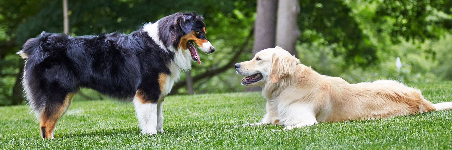 DogWatch of Central Indiana, Indianapolis, Indiana | Outdoor Hidden Dog Fences Slider Image