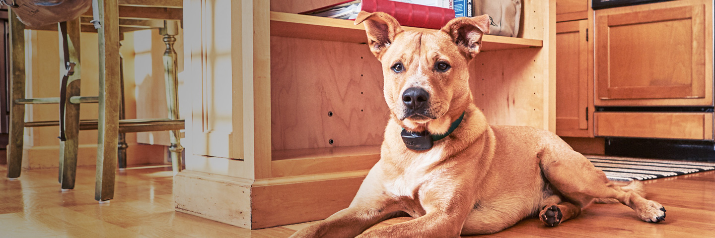 DogWatch of Central Indiana, Indianapolis, Indiana | Indoor Pet Fences Slider Image