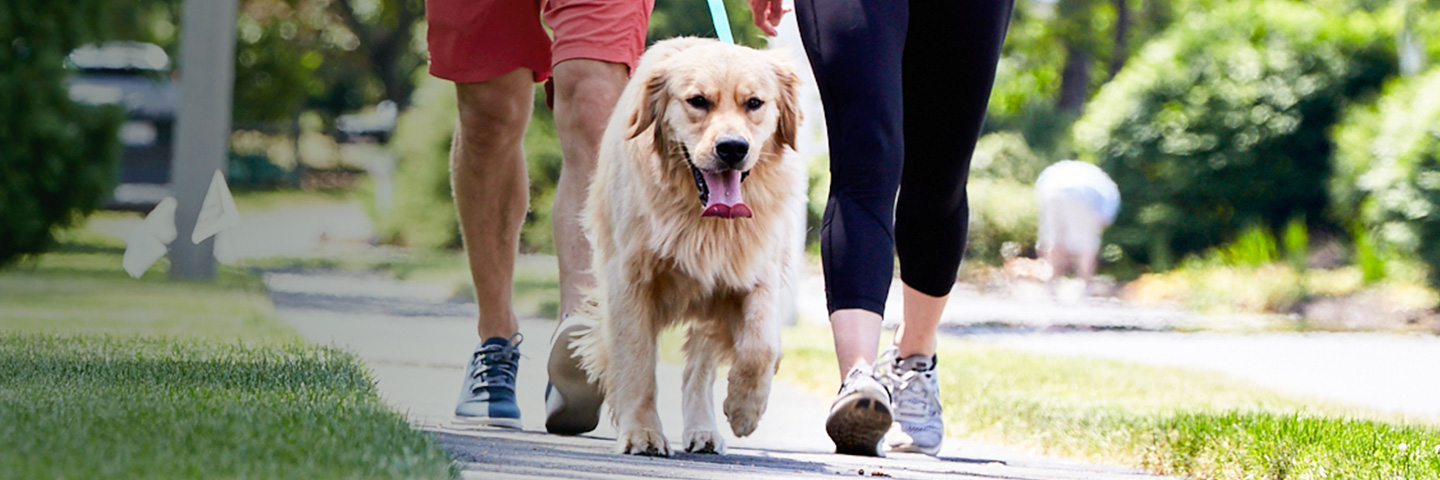 DogWatch of Central Indiana, Indianapolis, Indiana | SideWalker Leash Trainer Slider Image