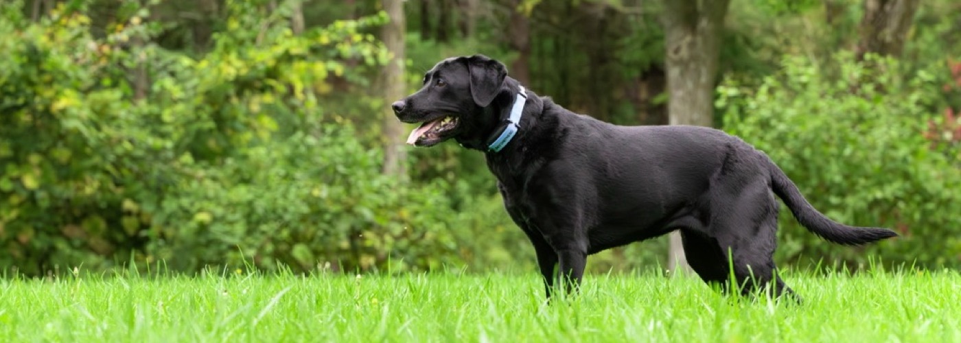 DogWatch of Central Indiana, Indianapolis, Indiana | SkyShepherd GPS Dog Fence Slider Image